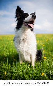Purebred border collie dog with tongue out outdoors in the nature, smiling, sitting and waiting for agility on meadow with green grass and plenty of yellow blow balls on a summer day.
