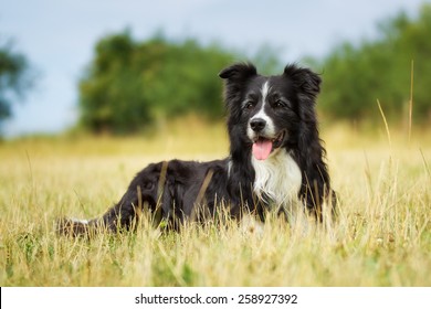 2,956 Border collie lying down Images, Stock Photos & Vectors ...