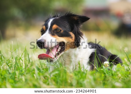 Similar – Image, Stock Photo Margaret Dog Grass Green