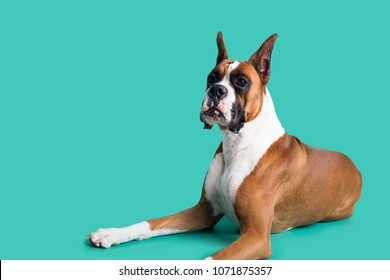 Purebred Boxer with Cropped Ears on Isolated Background