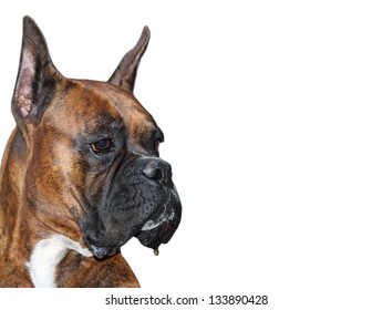 Purebred Boxer Dog isolated on white background