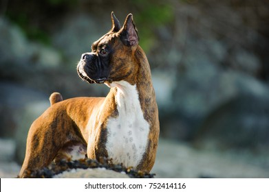 Purebred Boxer dog outdoor portrait