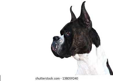 Purebred Boxer Dog Profile With Cropped Ears On White Background