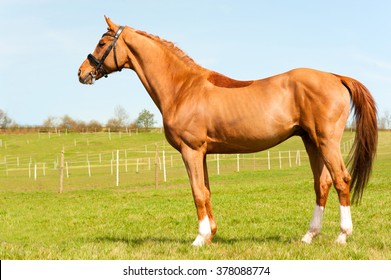 4,307 Horse side profile Images, Stock Photos & Vectors | Shutterstock
