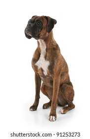 Purebred Brindle Fur Boxer Dog