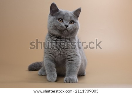 Purebred British blue cat kitten female aged three months with thick plush fur on a beige background in playful poses