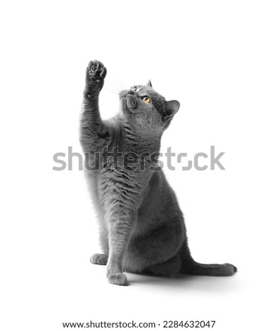 Purebred British gray cat sits and stretches its paw up on a white background. Advertising of treats, food for cats.