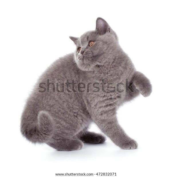 Purebred British Shorthair Blue Kitten Isolated Stock Photo Edit