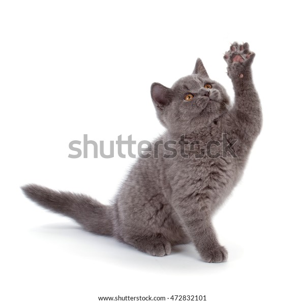 Purebred British Shorthair Blue Kitten On Stock Photo Edit Now