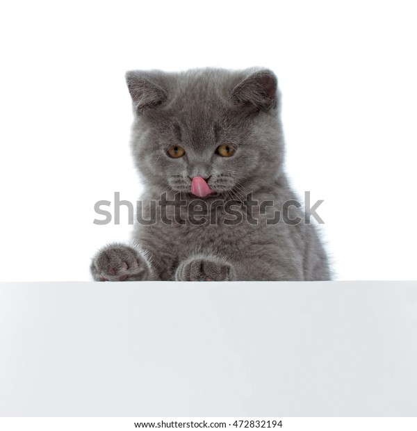 Purebred British Shorthair Blue Kitten On Stock Photo Edit Now