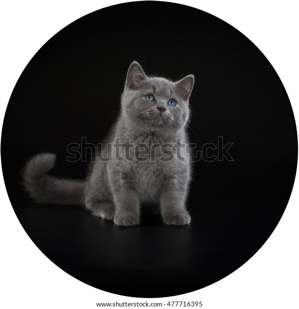 Purebred British Shorthair Blue Kitten On Stock Photo Edit Now