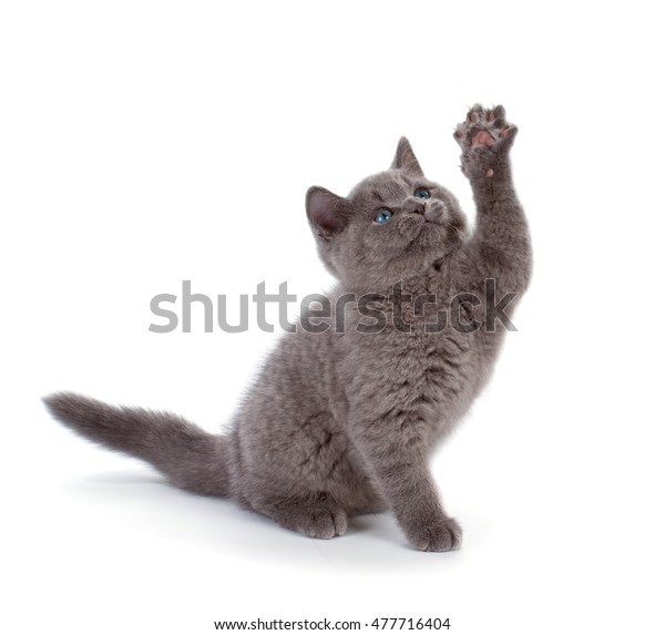 Purebred British Shorthair Blue Kitten Isolated Stock Photo Edit