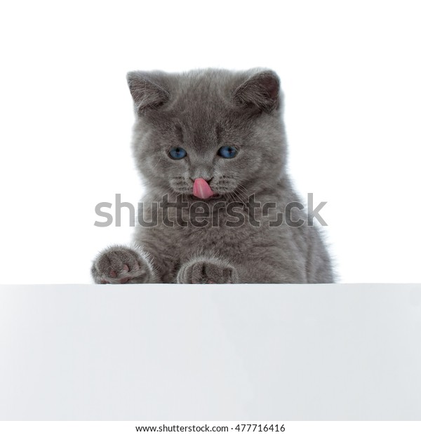 Purebred British Shorthair Blue Kitten Isolated Stock Photo Edit