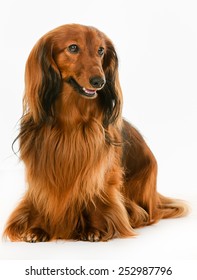 Purebred brown longhaired dachshund dog isolated on white background in studio.