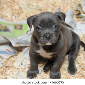 Purebred Canine Blue Nose American Bully Stock Photo 77660695 ...