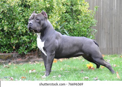 grey bully pit