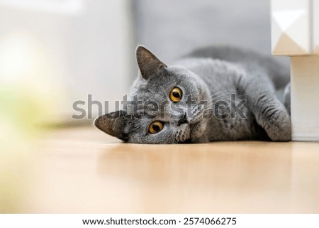 A purebred cat observing an object