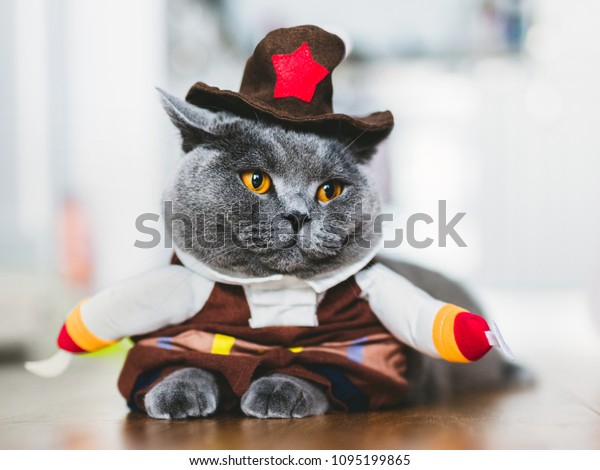 Purebred Cat Wearing Funny Costume Lying Stock Photo Edit Now