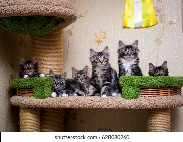 Purebred cats. Purebred cats. Kurilian Bobtail cat at home.