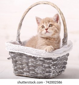 Purebred cats. Pet. The cream color Scottish strait cat sits in a wicker basket. A playful kitten