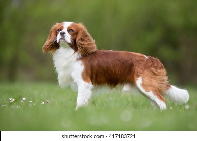 A purebred Cavalier King Charles Spaniel dog without leash outdoors in the nature on a sunny day.