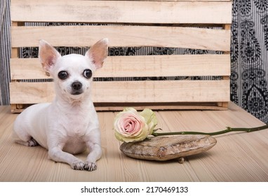 Purebred chihuahua breed white dog with big black eyes and nose, with cheerful funny smile on its muzzle posing against a wooden structure cruft wall next to rose flower and a wooden heart. Studio.