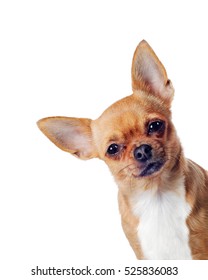 Chiwawa Dog Images Stock Photos Vectors Shutterstock Chiwawa Dog Images Stock Photos Vectors Shutterstock