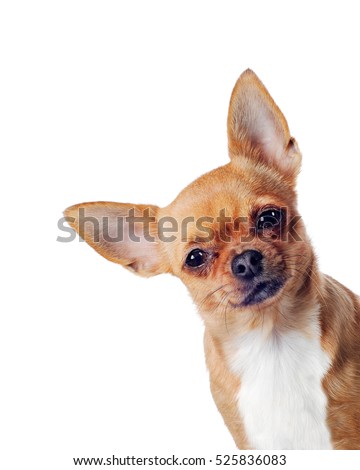 Purebred chihuahua dog isolated on white background. Closeup. 
