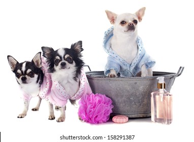 purebred chihuahuas after the bath in front of white background