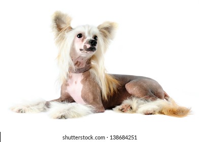 Purebred Chinese Crested Dog Portrait Lying Isolated On White In Diamond Collar