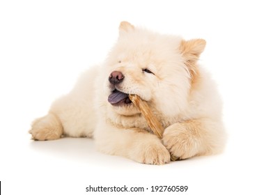 Purebred Chow Chow Puppy With A Bone