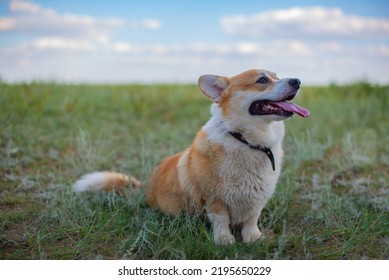 Purebred Corgi Royal Sits On The Grass