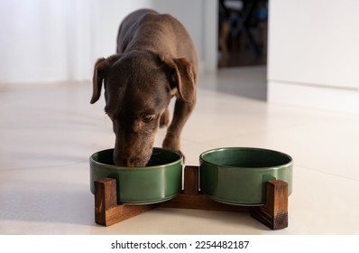 Purebred Dachshund Breed Dog Eating Fresh Dry Food Kibbles for Adult Feeding Pet Bowl Food Dish Or Drink Water. Dry Animal Feed Fodder. Healthy Eating Lifestyle Of Domestic Pets, Copy space - Shutterstock ID 2254482187