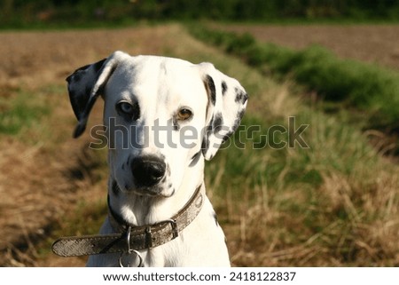 Purebred dalmatian dog in portrait