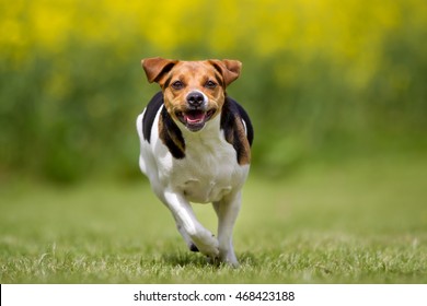 Purebred danish swedish farm dog outdoors in the nature on grass meadow on a summer day. - Shutterstock ID 468423188
