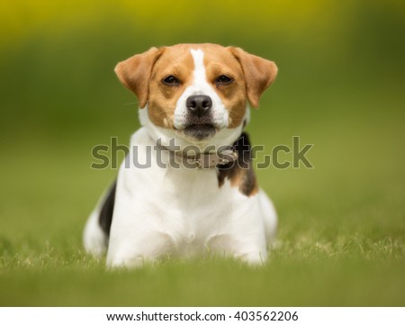 Similar – Happy Dog on Green Grass