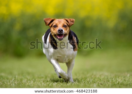 Happy Dog on Green Grass