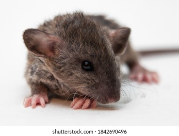 Purebred Decorative Dumbo Rex Baby Rat On White Background