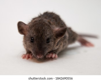 Purebred Decorative Dumbo Rex Baby Rat On White Background