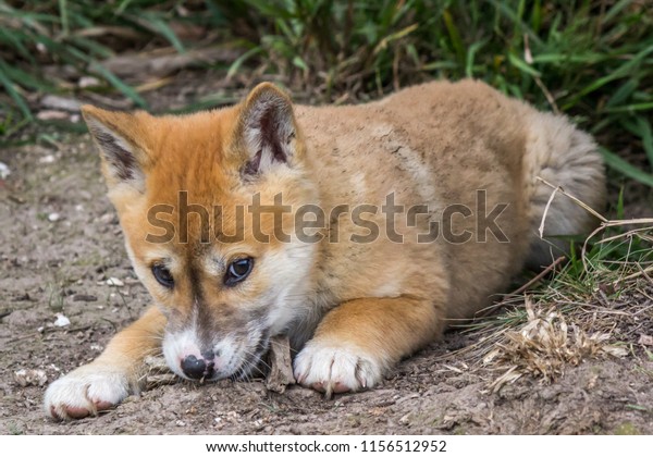 Purebred Dingo Puppy Victoria Australia Aug Stock Photo