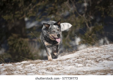 Purebred Dog Australian Cattle Dog Walking Stock Photo 577739773 ...