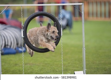 Purebred Dog Belgian Shepherd Jumping Through An Agility Hoop. 