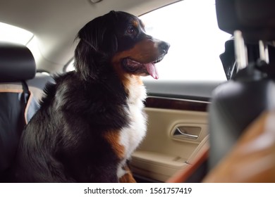 Purebred Dog Breed Sennenhund Rides In The Car. Transportation Of Large Animals. Bernese Mountain Dog Is Waiting For The Owner To Return.