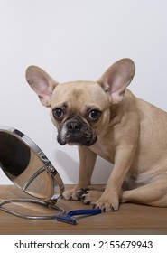 Purebred Dog Bulldog With A Funny Muzzle With Big Ears And Black Eyes And Nose Sits Posing Next To A Shaving Kit Looks Confused To Round Mirror Tilting His Head Near White Wall On The Structure Table.