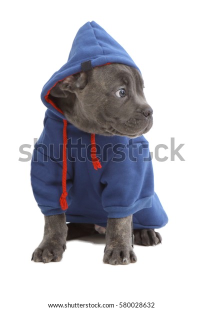 cane corso dog clothing