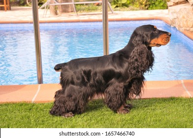 Purebred Dog  English Cocker Spaniel In Color Black And Fire