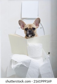 Purebred dog French bulldog with big black eyes sits posing with interesting book, relaxing on a white toilet bowl in a cozy comfortable bathroom near a roll of soft toilet paper and reading.