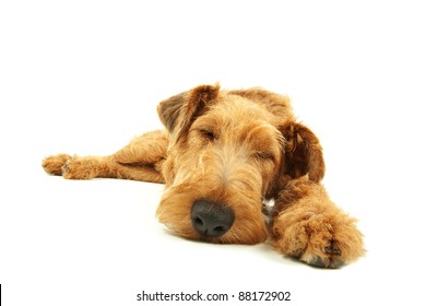 Purebred Dog Irish Terrier Sleeping On A White Background