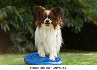 Purebred dog Dog Papillon is exercising on a balancing pillow Air Stability Wobble Cushion