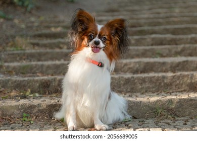 Purebred Dog Papillon portrait on public park on upstairs. Continental spaniel dog look at camera 